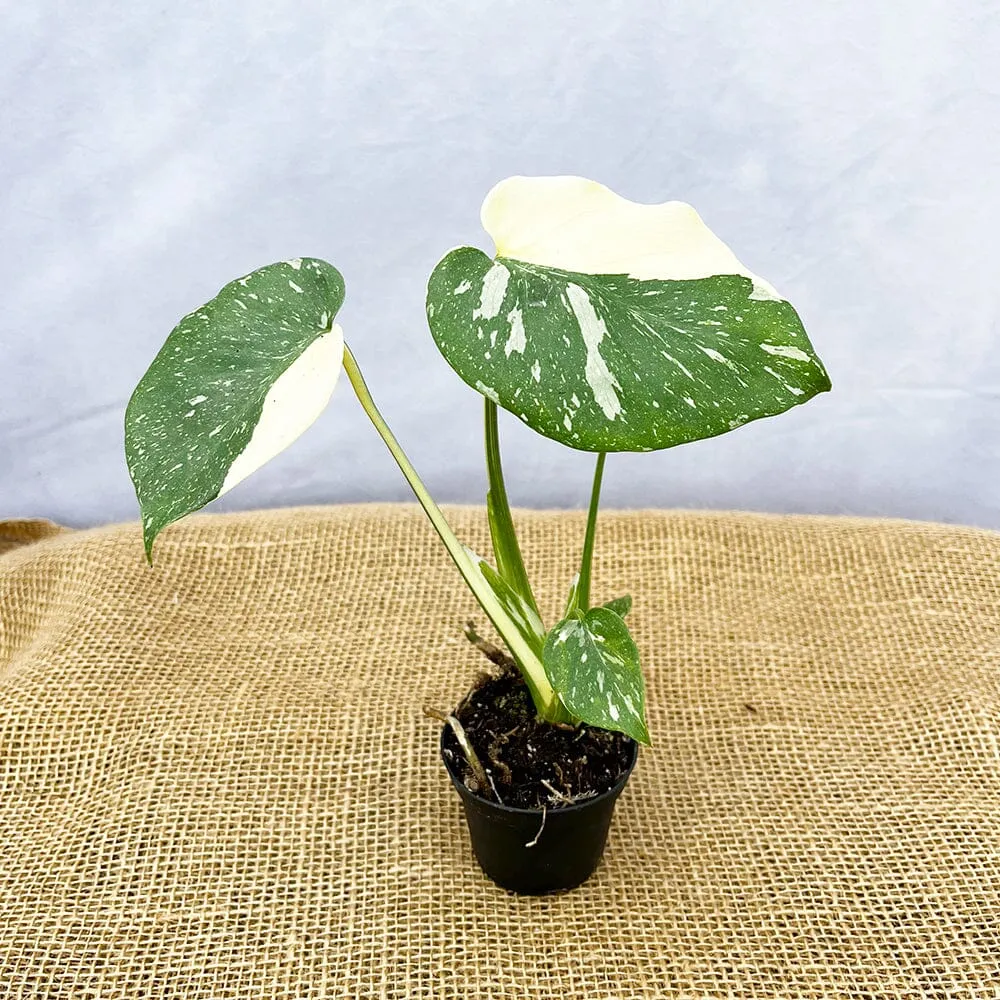 15cm Monstera Thai Constellation Cheese Plant Variegated 7cm Pot