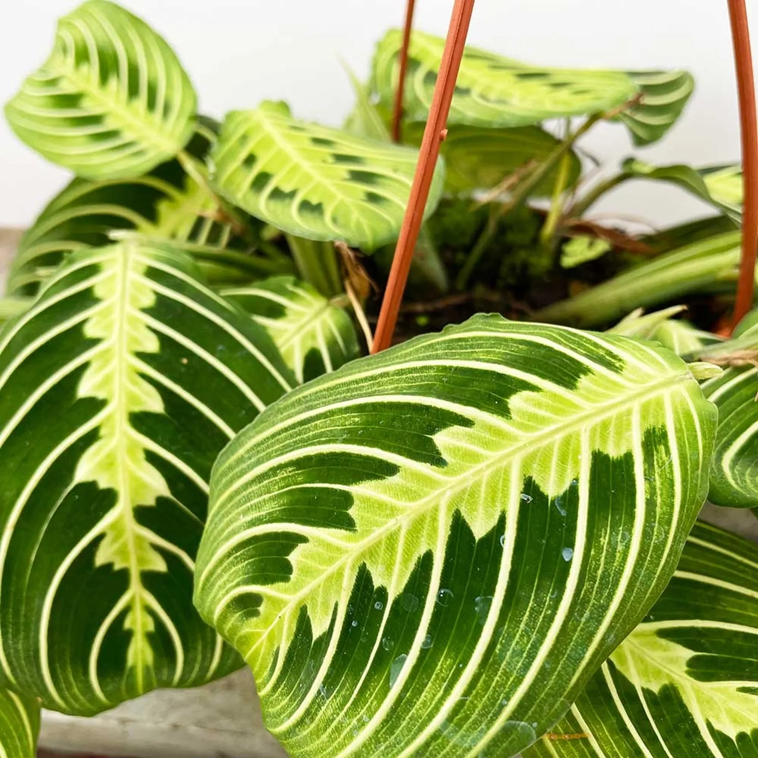 25 - 35cm Maranta Lemon Lime in Hanging Pot Prayer Plant 14cm Pot House Plant