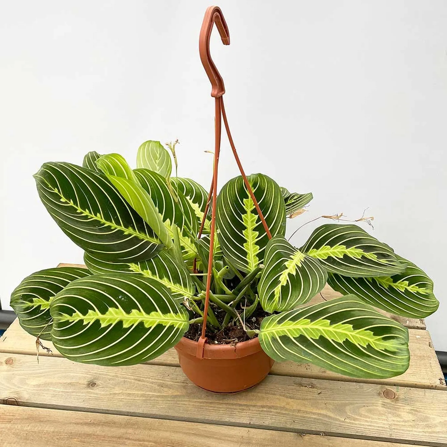 25 - 35cm Maranta Lemon Lime in Hanging Pot Prayer Plant 14cm Pot House Plant