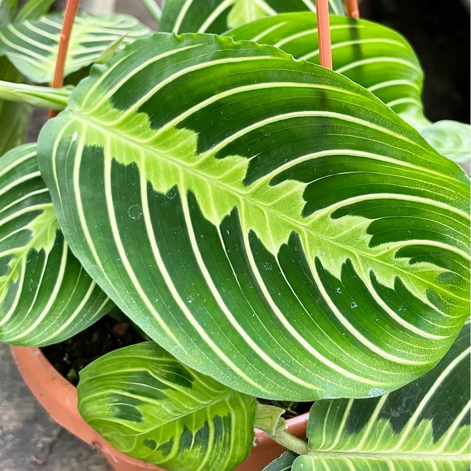 25 - 35cm Maranta Lemon Lime in Hanging Pot Prayer Plant 14cm Pot House Plant