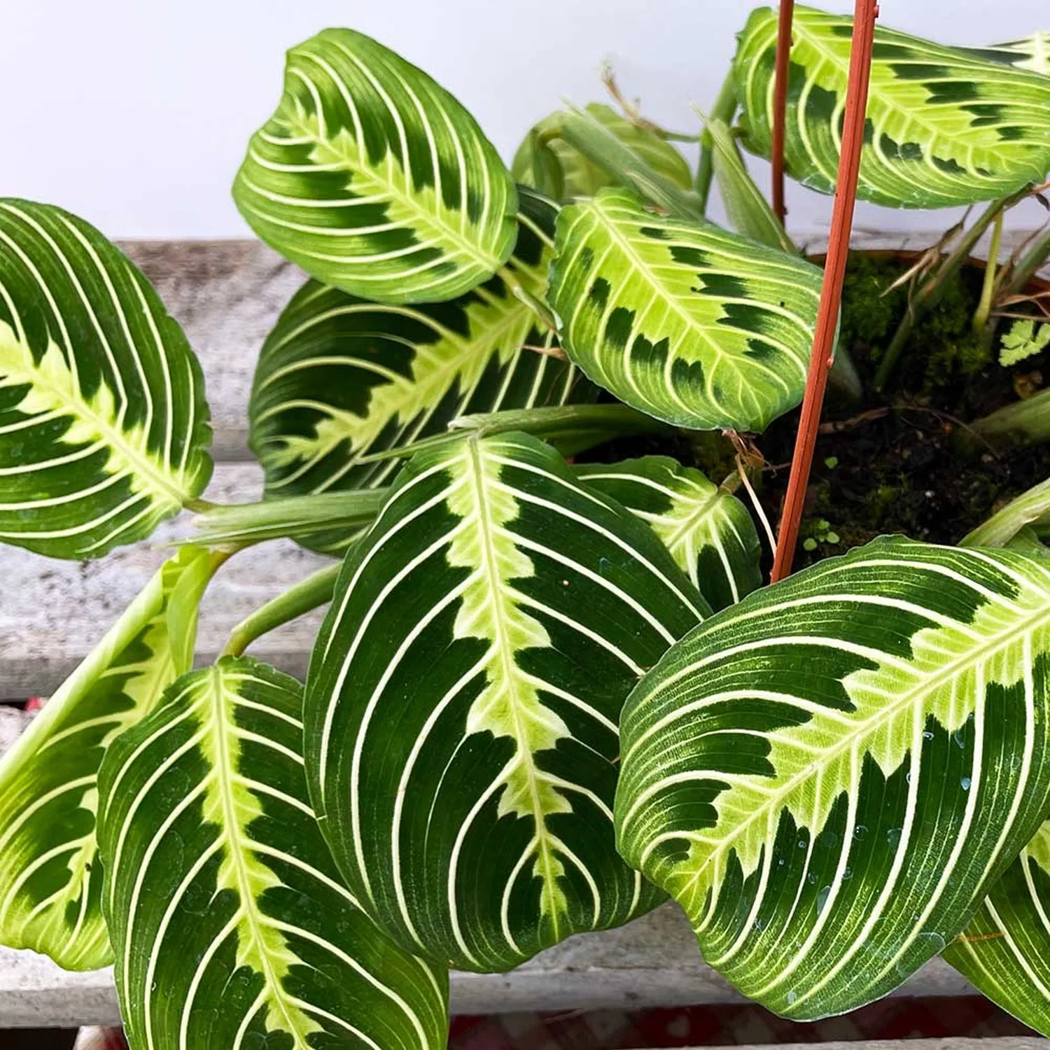 25 - 35cm Maranta Lemon Lime in Hanging Pot Prayer Plant 14cm Pot House Plant