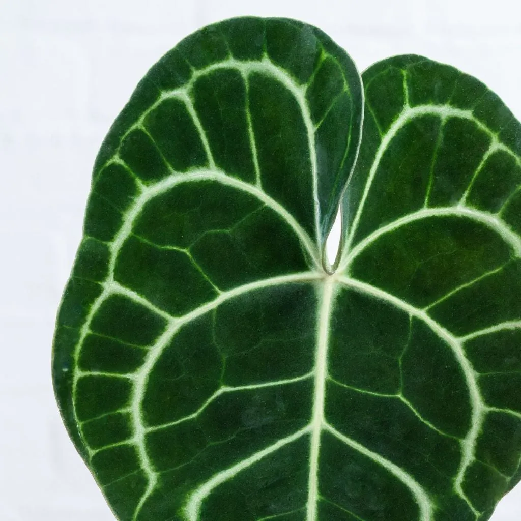 Anthurium clarinervium