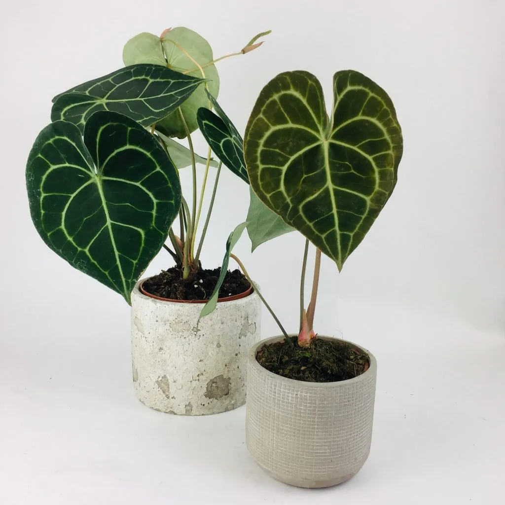 Anthurium clarinervium