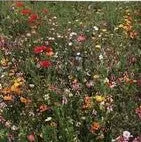 Bee Pollinator Mixture (Perennials & Annuals) (Seeds)