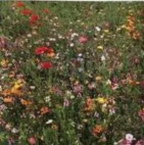 Bee Pollinator Mixture (Perennials & Annuals) (Seeds)