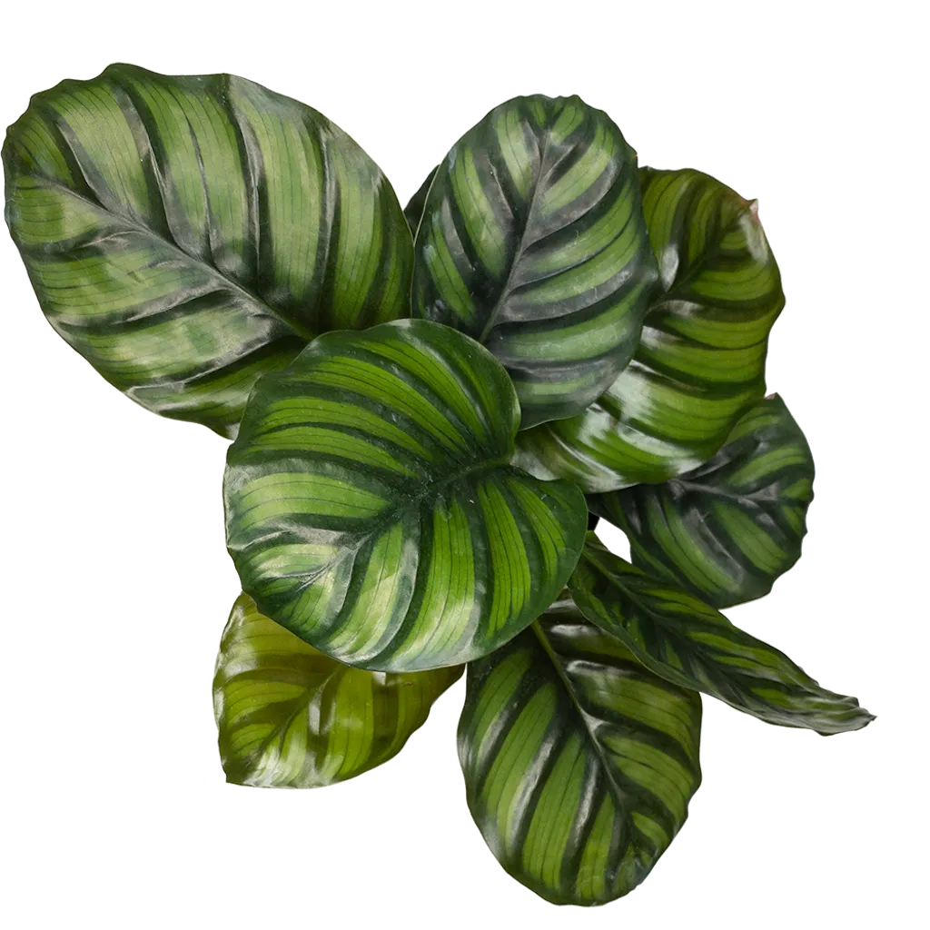 Calathea fasciata 14cm