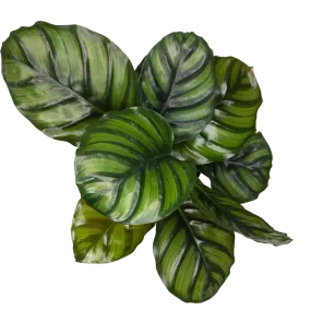 Calathea fasciata 14cm