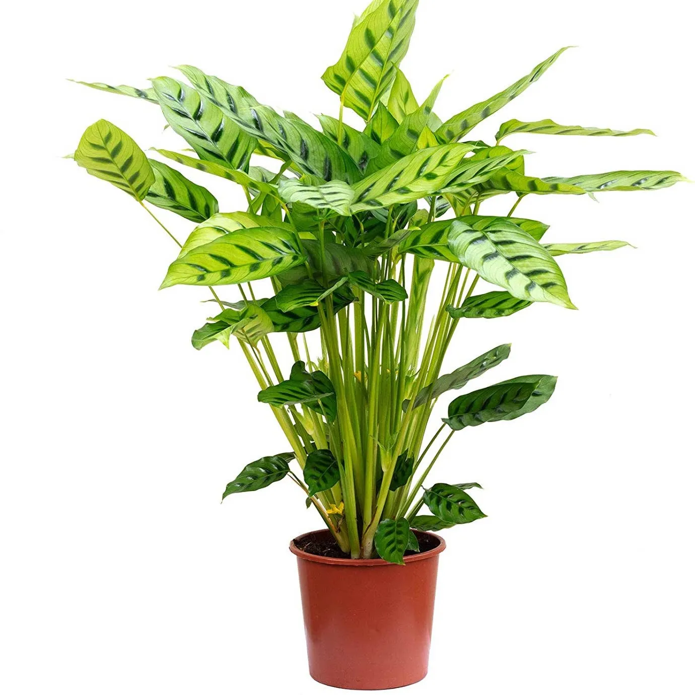 Calathea Leopardina