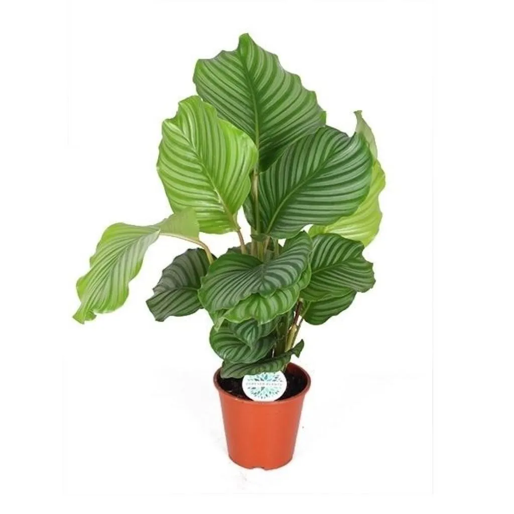 Calathea orbifolia