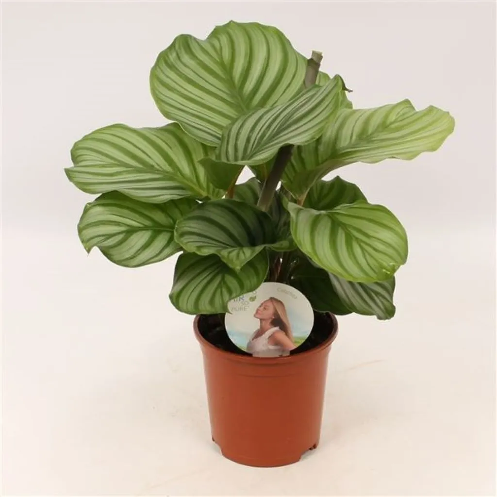 Calathea orbifolia