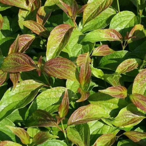 Cornus alba Kesselringii