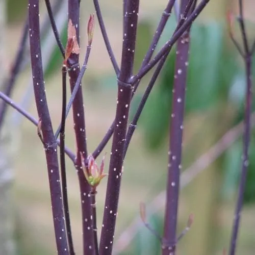 Cornus alba Kesselringii