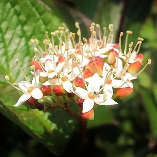 Cornus alba Kesselringii